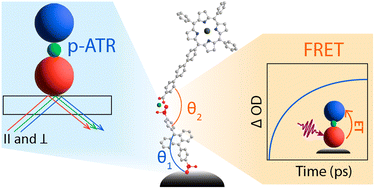 Graphical abstract: Structural insights to metal ion linked multilayers on metal oxide surfaces via energy transfer and polarized ATR measurements