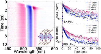 Graphical abstract: Carrier relaxation and exciton dynamics in chemical-vapor-deposited two-dimensional hybrid halide perovskites