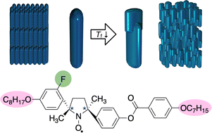 Graphical abstract: Low-temperature liquid-crystalline nitroxide radical