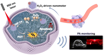 Graphical abstract: Photoacoustic-imaging nanomotors enhance tumor penetration and alleviate hypoxia for photodynamic therapy of breast cancer