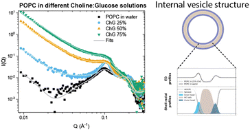 Graphical abstract: The integrity of the lipid bilayer structure is retained in natural occurring deep eutectic solvent water mixtures – a small angle X-ray scattering study