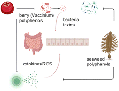Graphical abstract: Polyphenols in gut barrier function across diverse natural sources: mechanisms and comparative insights in berry and seaweed-derived compounds