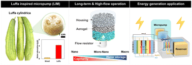 Graphical abstract: Luffa cylindrica-inspired powerless micropump: long-term, high-flow operation and energy-generation application