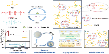 Graphical abstract: High-performance reverse thermoresponsive hydrogel enabled by one-pot PDMS-enriched domain crosslinking