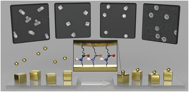Graphical abstract: Controlled high-yield assembly of gold nanoparticles via amide bond formation
