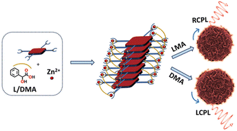 Graphical abstract: Inducing a chiral twist in achiral porphyrins: tailoring molecular interactions for circularly polarized luminescence from chiral microflowers