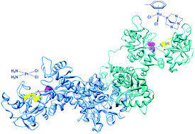 Graphical abstract: Reactivity of anticancer metallodrugs with serum proteins: new insights from size exclusion chromatography-ICP-MS and ESI-MS