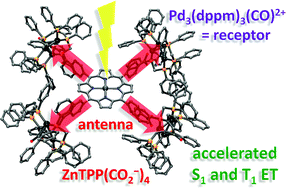 Graphical abstract: Singlet and triplet energy transfer rate acceleration by additions of clusters in supramolecular pigment-organometallic cluster assemblies