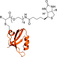 Graphical abstract: Rhodium-catalyzed cysteine modification with diazo reagents