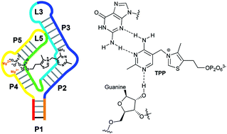 Graphical abstract: Probing riboswitch–ligand interactions using thiamine pyrophosphate analogues