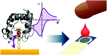 Graphical abstract: The birth of protein electrochemistry