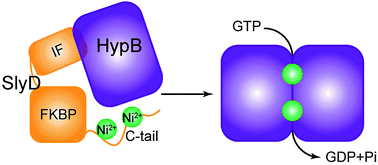 Graphical abstract: Interaction of SlyD with HypB of Helicobacter pylori facilitates nickel trafficking