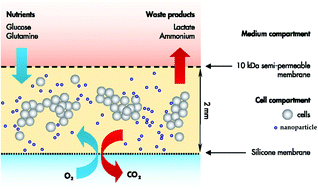 Graphical abstract: Reaction of monocytes to polystyrene and silica nanoparticles in short-term and long-term exposures