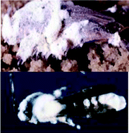 Graphical abstract: Discovering the secondary metabolite potential encoded within entomopathogenic fungi