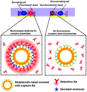 Graphical abstract: Microfluidic compartments with sensing microbeads for dynamic monitoring of cytokine and exosome release from single cells