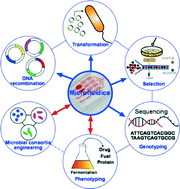 Graphical abstract: Microfluidics and microbial engineering