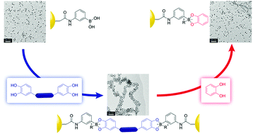 Graphical abstract: Dynamic covalent assembly and disassembly of nanoparticle aggregates