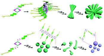 Graphical abstract: Transformable nanostructures of cholesteryl-containing rhomboidal metallacycles through hierarchical self-assembly