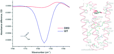 Graphical abstract: Molecular details of the unique mechanism of chloride transport by a cyanobacterial rhodopsin