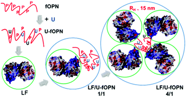 Graphical abstract: Reactivity of U-associated osteopontin with lactoferrin: a one-to-many complex