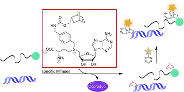 Graphical abstract: A benzylic linker promotes methyltransferase catalyzed norbornene transfer for rapid bioorthogonal tetrazine ligation