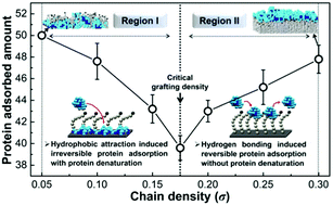 Graphical abstract: Hydrogen bonding induced protein adsorption on polymer brushes: a Monte Carlo study