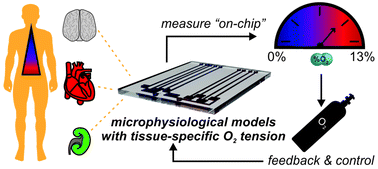 Graphical abstract: Measuring and regulating oxygen levels in microphysiological systems: design, material, and sensor considerations