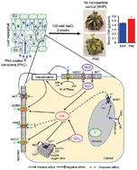 Graphical abstract: Hydroxyl radical scavenging by cerium oxide nanoparticles improves Arabidopsis salinity tolerance by enhancing leaf mesophyll potassium retention