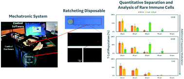 Graphical abstract: Unsupervised capture and profiling of rare immune cells using multi-directional magnetic ratcheting