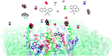 Graphical abstract: Aquaporins in cancer development: opportunities for bioinorganic chemistry to contribute novel chemical probes and therapeutic agents