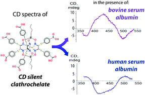 Graphical abstract: Induced CD of iron(ii) clathrochelates: sensing of the structural and conformational alterations of serum albumins