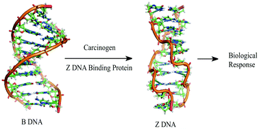 Graphical abstract: C8-Guanine modifications: effect on Z-DNA formation and its role in cancer