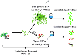 Graphical abstract: The digestibility of hydrothermally-treated bovine serum albumin glycated by glyoxal