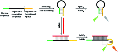 Graphical abstract: Nucleic acid probe based on DNA-templated silver nanoclusters for turn-on fluorescence detection of tumor suppressor gene p53