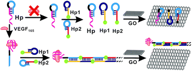 Graphical abstract: Ultrasensitive enzyme-free fluorescent detection of VEGF165 based on target-triggered hybridization chain reaction amplification