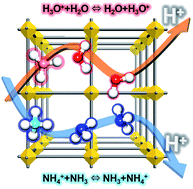 Graphical abstract: Proton transfer in hydrogen-bonded degenerate systems of water and ammonia in metal–organic frameworks