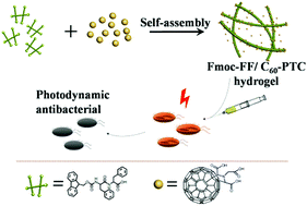 Graphical abstract: An injectable dipeptide–fullerene supramolecular hydrogel for photodynamic antibacterial therapy