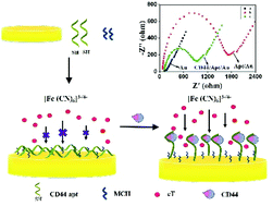 Graphical abstract: Determination of soluble CD44 in serum by using a label-free aptamer based electrochemical impedance biosensor