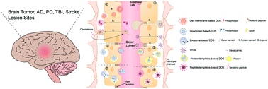 Graphical abstract: Biomimetic drug-delivery systems for the management of brain diseases