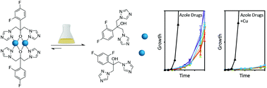 Graphical abstract: Copper potentiates azole antifungal activity in a way that does not involve complex formation