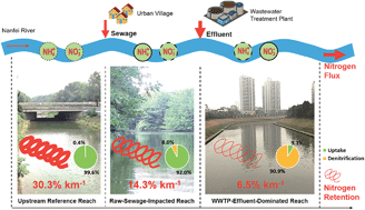 Graphical abstract: Limited nitrogen retention in an urban river receiving raw sewage and wastewater treatment plant effluent