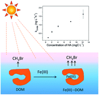 Graphical abstract: Methyl bromide production from dissolved organic matter under simulated sunlight irradiation and the important effect of ferric ions