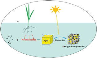 Graphical abstract: Transformation of Ag ions into Ag nanoparticle-loaded AgCl microcubes in the plant root zone