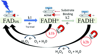 Graphical abstract: Cryptochrome mediated magnetic sensitivity in Arabidopsis occurs independently of light-induced electron transfer to the flavin