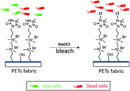 Graphical abstract: Studies of PET nonwovens modified by novel antimicrobials configured with both N-halamine and dual quaternary ammonium with different alkyl chain length