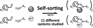 Graphical abstract: Self-sorting of two imine-based metal complexes: balancing kinetics and thermodynamics in constitutional dynamic networks