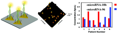 Graphical abstract: A novel liquid biopsy-based approach for highly specific cancer diagnostics: mitigating false responses in assaying patient plasma-derived circulating microRNAs through combined SERS and plasmon-enhanced fluorescence analyses