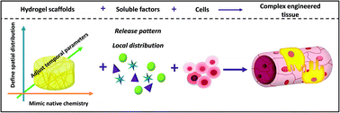 Graphical abstract: Biomimetic hydrogels with spatial- and temporal-controlled chemical cues for tissue engineering