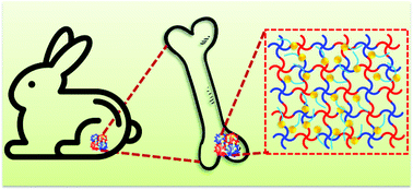 Graphical abstract: Long-term delivery of alendronate through an injectable tetra-PEG hydrogel to promote osteoporosis therapy