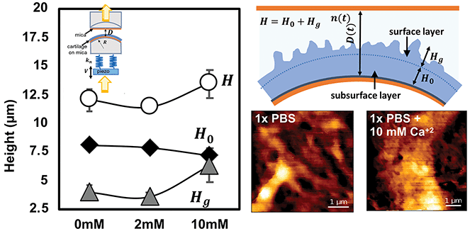 Graphical abstract: Nanoscale insight into the degradation mechanisms of the cartilage articulating surface preceding OA